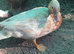 Call ducks