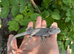 Baby bearded dragons WOW!