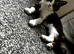 2 year old beautiful semi -longhair tabby& white cat