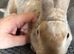 Light Fawn Adult Male Rex Bunny