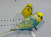 Mutation Pair of Budgies For Sale