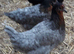 Coloured hybrids pullets 16to18 weeks