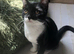 Affectionate tuxedo kitten available