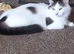 3 beautiful cats/kittens