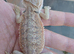 Baby bearded dragons
