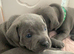 Blue staffy pups
