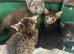 Kittens available ready to go now