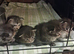 Maine Coon  kittens for sale