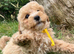 Cavapoochon puppies