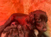 Working chocolate puppies