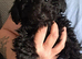 Miniature poodle boy