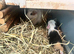 3 baby guinea pigs