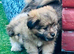 Beautiful Shetland sheepdog cross puppies