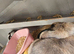 4-Month-Old Bunnies Looking for Their Forever Home