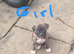 Cane corso X American bulldog