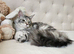 Maine Coon girl Champion bloodlines