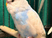 young  budgies available  Wa7  area