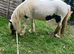 Stunning cob mare in foal