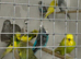 Exhibition budgies