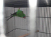 Swift parakeet