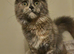 Tica Reg Maine coon kitten