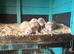 Micro ferrets