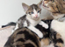 READY NOW TABBY AND WHITE MALE KITTEN