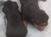 Beautiful Yorkshire Terrier puppies available now.