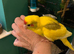 Baby&rsquo;s being hand reared
