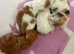 One Stunning Little Female Kitten