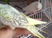 Silly tame beautiful cockatiels plus proven pair of beautiful show budgies