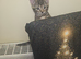 Beautiful Half begal kitten