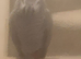 Female African Grey Talking Parrot