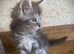 Full Maine Coon Russian Bred Male Kittens