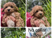 Gorgeous Boys - Maltipoo Ready Now