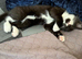 Beautiful kittens