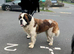 Fantastic Saint bernard stud