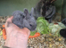 Blue opal standard rex rabbits