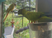 Rare Semi-Tame Nanday Conure for Sale