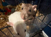 Two female rats