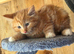 Ginger and tortoiseshell kittens