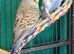 Young Budgies 8 to 10 Weeks Old Available Runcorn Area