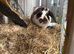 3 rabbits looking for new home