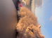 British longhair Chinchilla kitten!