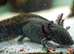 Adult Axolotls
