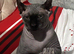 SPHYNX MALE FOR REHOMING