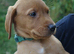 Labrador fox red