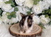 Vaccinated Pedigree English Angoras  xxx
