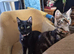 2 adorable black kittens