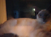 Kittens for sale